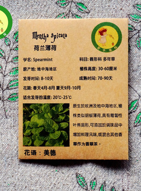 荷兰薄荷种子 Spearmint 绿薄荷种子 香草植物种子 花卉种子