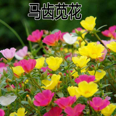 大花马齿苋叶太阳种子半