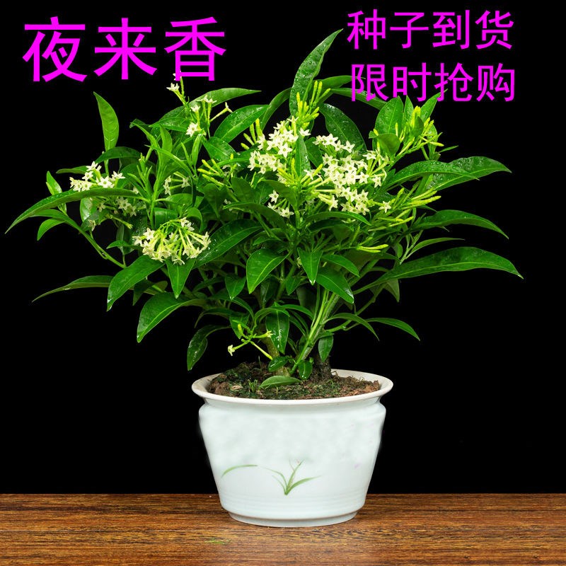 夜来香种子四季花卉阳台盆栽