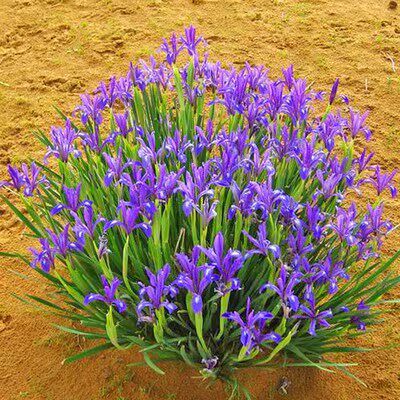 马莲种子  马莲花蝴蝶花  多年生宿根马蔺种子 马韭马兰花种子