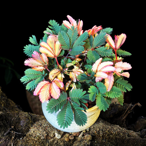 薄荷叶种子价格 薄荷叶种子图片 星期三