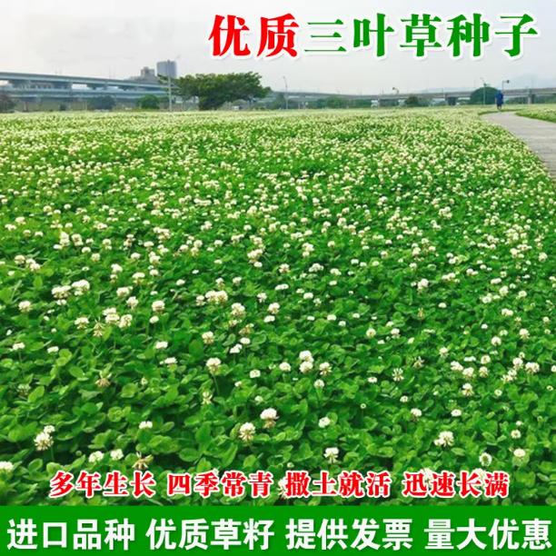白三叶草种子红三叶种籽四季常青
