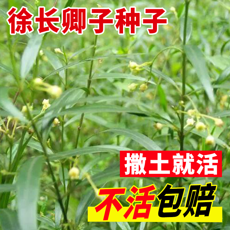 徐长卿中草药植物竹叶细辛