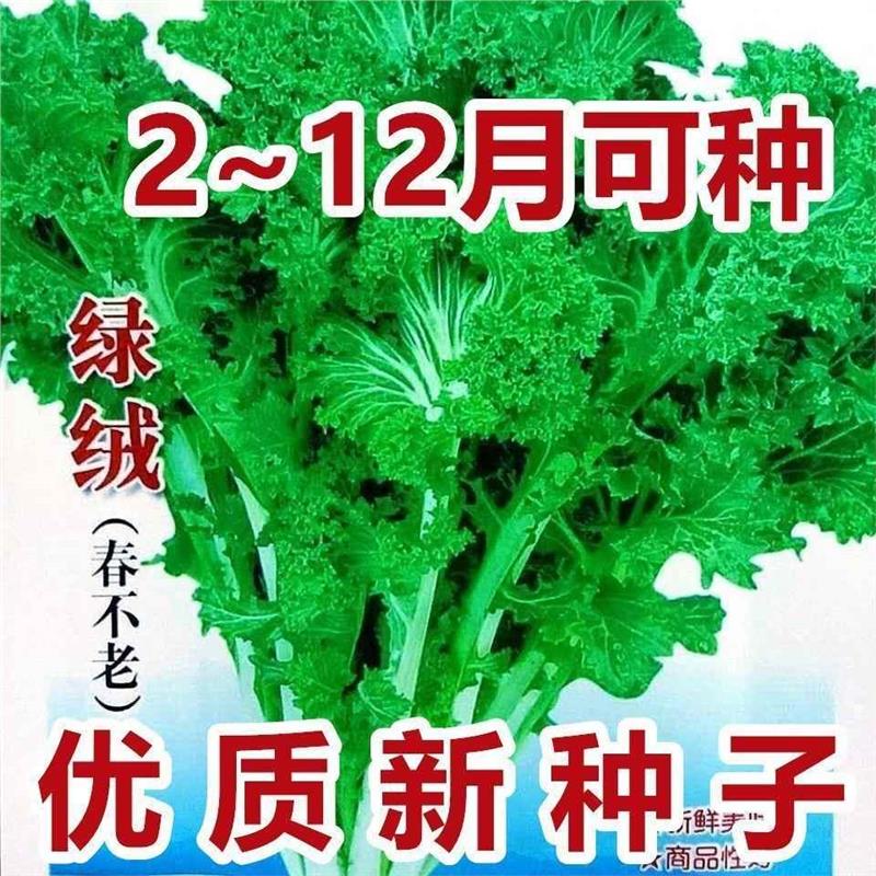 【今年新种】真好吃绿绒菜