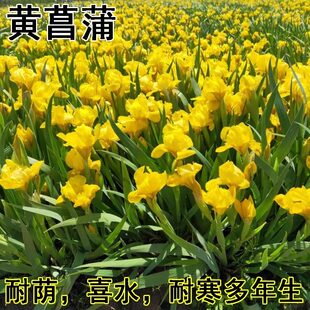 黄菖蒲种子黄花鸢尾水生鸢尾花园鱼池假山造景花卉植物净化水质