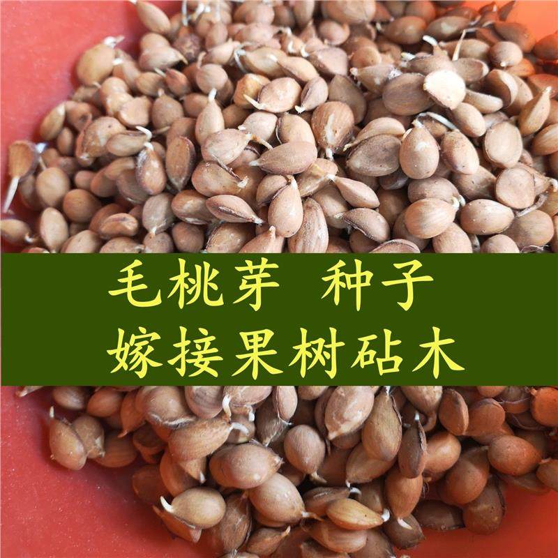 桃芽 桃树种子 果树种子 桃仁 杜梨 杏树种子 嫁接砧木野生桃核