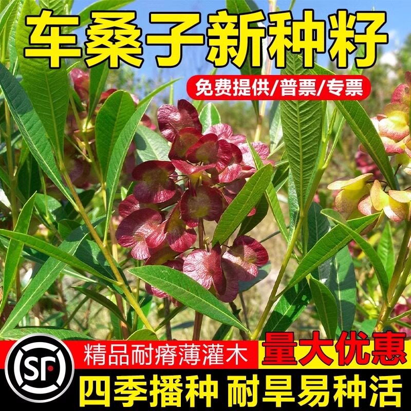 马桑种子四季车桑子木豆猪屎豆马棘种籽醉鱼桑葚桑树护坡灌木草籽