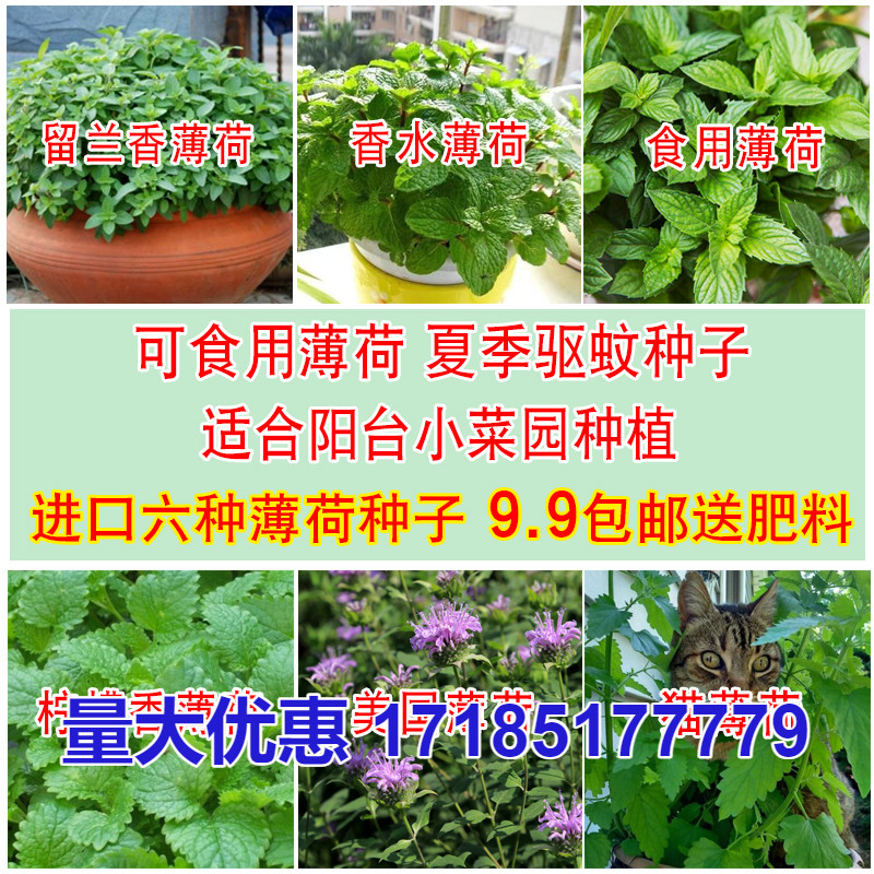 薄荷盆栽种子 猫薄荷种子 食用薄荷薄荷草 绿植可食用 驱蚊 室内