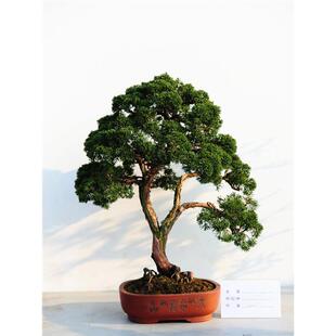 罗汉松种子真柏黑松树盆栽四季阳台花卉易活花籽室内种植观赏植物