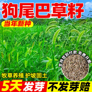 狗尾巴草种子野草种杂草种籽狗尾草种子耐旱绿化观赏草籽护坡牧草