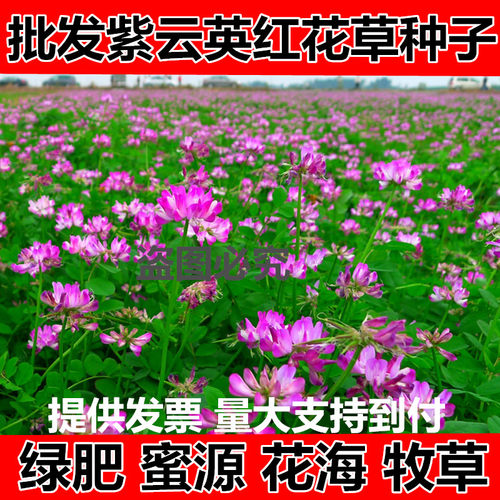 果园牧草舔嘴果四季生长