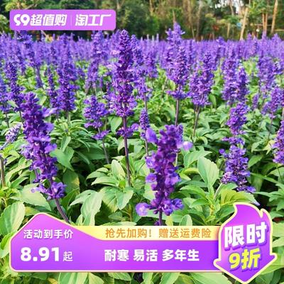 蓝花鼠尾草种籽多年生一串子