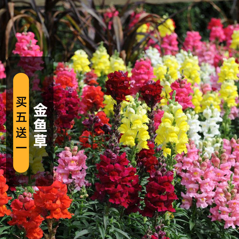 金鱼草种子200粒龙头花籽庭院室内外阳台盆栽易种春秋播秋开花