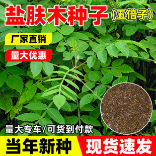 盐肤木种子蜜源树种别名五倍子种籽耐寒耐旱护坡绿化林木苗木种孑