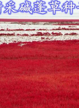 碱蓬草种子红色翅碱蓬卤蓬土壤沙荒地绿化耐盐碱治理土壤改良种籽