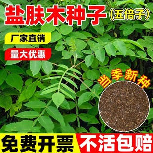 盐肤木种子蜜源树种五倍子种籽耐寒耐旱公路护坡绿化固土灌木种孑