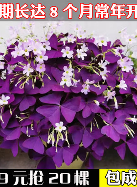 紫叶酢浆草种球幸运草多年生盆栽紫蝴蝶花卉紫色浆草炸酱草种子