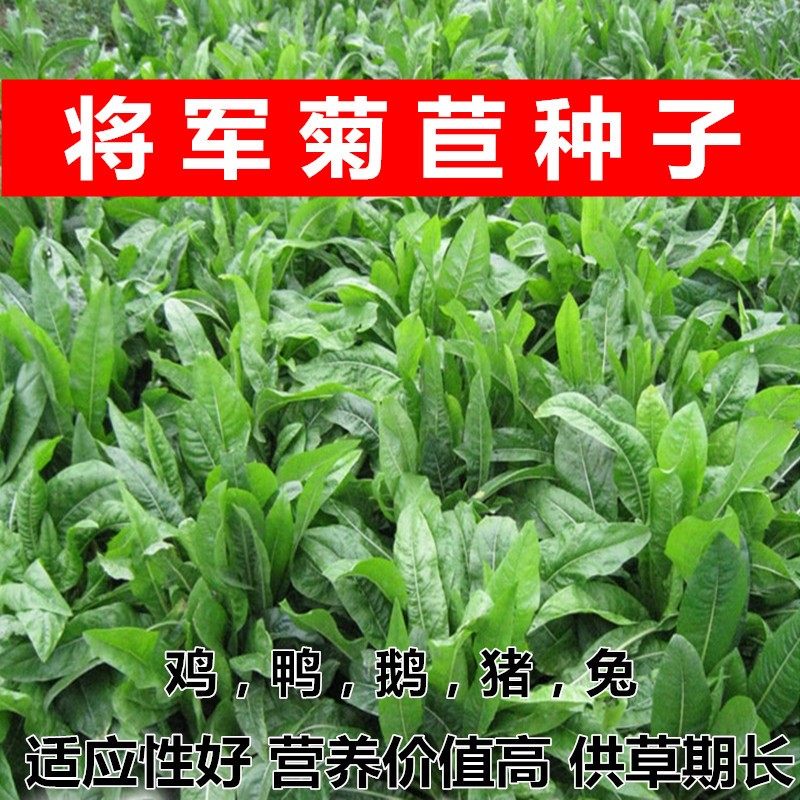 将军菊苣种子猪草牛羊驴鸡鸭鹅兔牧草奇可利四季青多年生牧草种子