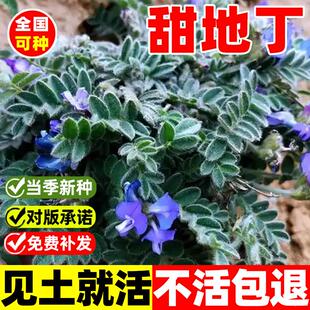 甜地丁种子中药材苦地丁种籽四季高产易活阳台庭院盆栽紫花地丁苗