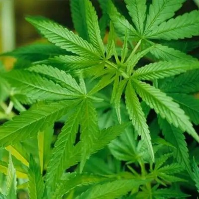 火麻仁种子胡线汉籽一年生