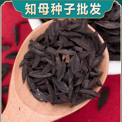 纯新知母种子中药材籽抗旱