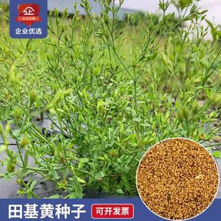 田基黄苗地耳草种子黄花草雀舌草潮汕退黄花仔草中草药材种苗