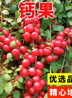 新采钙果种子 高钙果树种子 北方耐寒四季易种活种籽子 欧李种子