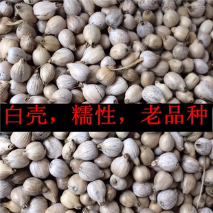 薏米老品种苡米种子带壳小薏仁米薏苡仁农家祖辈自留白壳糯性500g