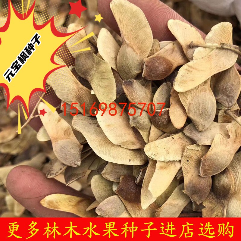元宝枫种子，榨油籽五角产