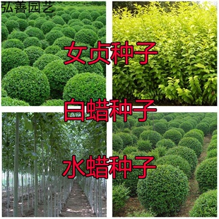 小叶女贞大叶女贞金叶金森白蜡水蜡红叶小檗种子绿化工程树苗种子