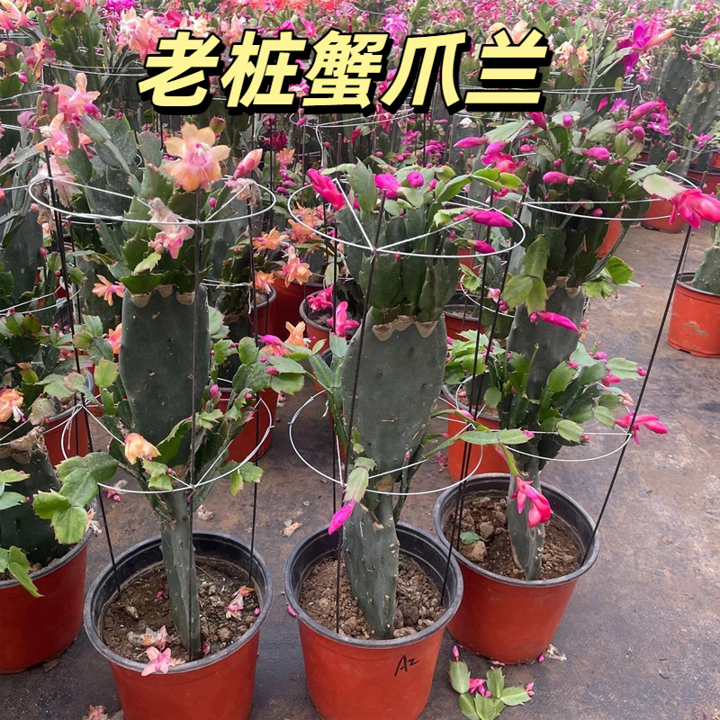 老桩蟹爪兰仙人掌嫁接蟹爪兰盆栽花卉多肉植物双层带根好养重瓣大