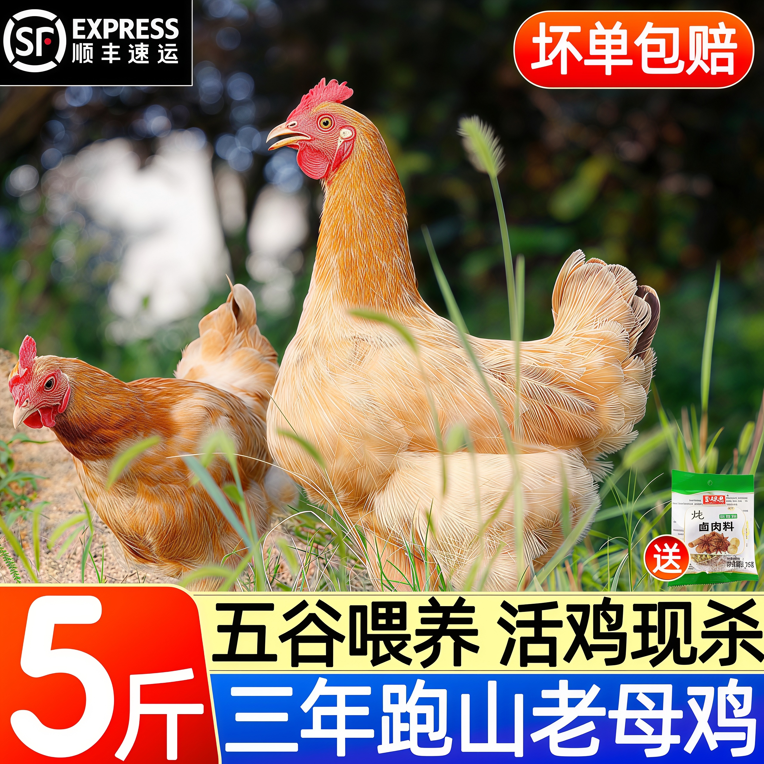 农家散养走地老母鸡整只新鲜现杀