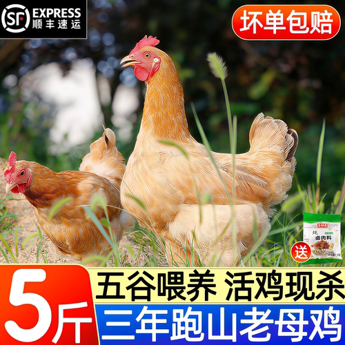 农家散养走地老母鸡整只新鲜现杀