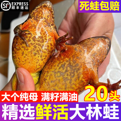 2026年新货鲜活东北林蛙蛤蟆东北特产雪蛤林蛙鲜活母豹子哈什蟆