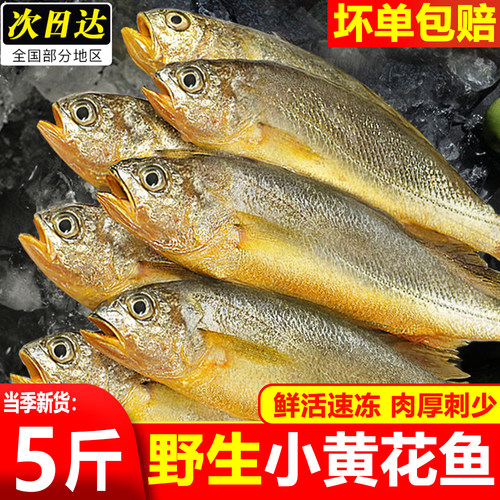 新鲜冷冻小黄花鱼海捕海鱼整箱