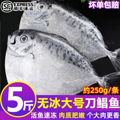 野生刀鲳鱼新鲜冷冻5斤约9条