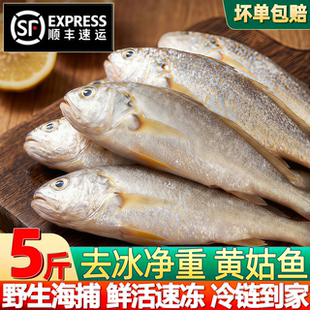 黄姑鱼新鲜冷冻大号黄姑子鲜活黄姑鱼杂鱼春子鱼海鲜水产商用顺丰