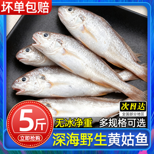 黄姑鱼新鲜冷冻大号黄姑子鲜活春子鱼小黄姑鱼海鲜整箱商用顺丰