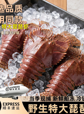 琵琶虾特大冷冻九齿扇虾海鲜商用
