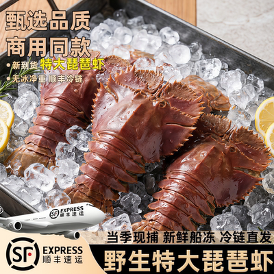 琵琶虾特大冷冻九齿扇虾海鲜商用