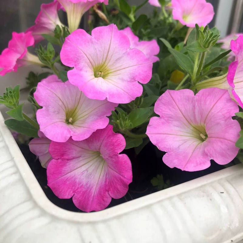 矮牵牛花盆栽苗多少钱 矮牵牛花盆栽苗优惠券免费领取 有条鱼