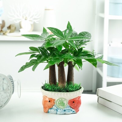 发财树小盆栽植物四季好养室内盆景易活桌面招财客厅水培绿植花卉