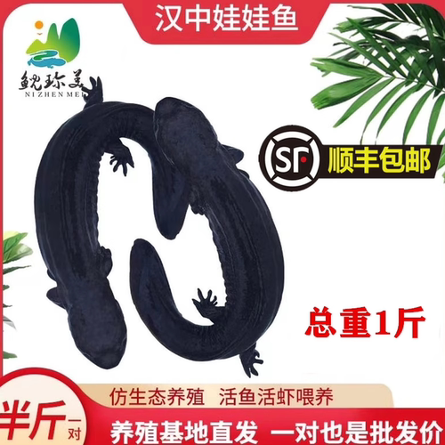 半斤一对汉中生态养殖鲜活大鲵