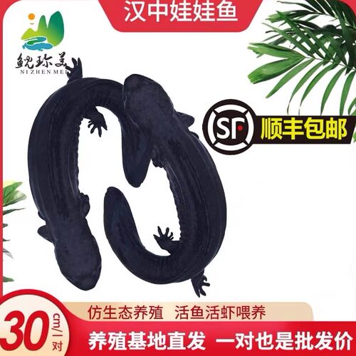 30厘米一对汉中生态养殖鲜活大鲵