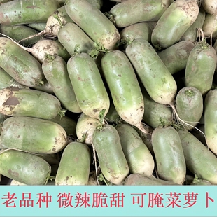 河南青萝卜新鲜萝卜辣萝卜白萝卜小萝卜头非水果萝卜应季蔬菜萝卜
