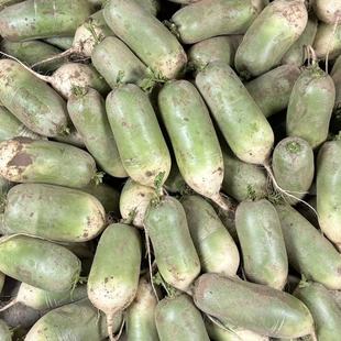 河南青萝卜新鲜萝卜辣萝卜白萝卜小萝卜头非水果萝卜应季蔬菜萝卜