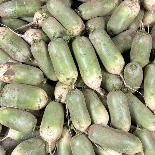 河南青萝卜新鲜萝卜辣萝卜白萝卜小萝卜头非水果萝卜应季蔬菜萝卜