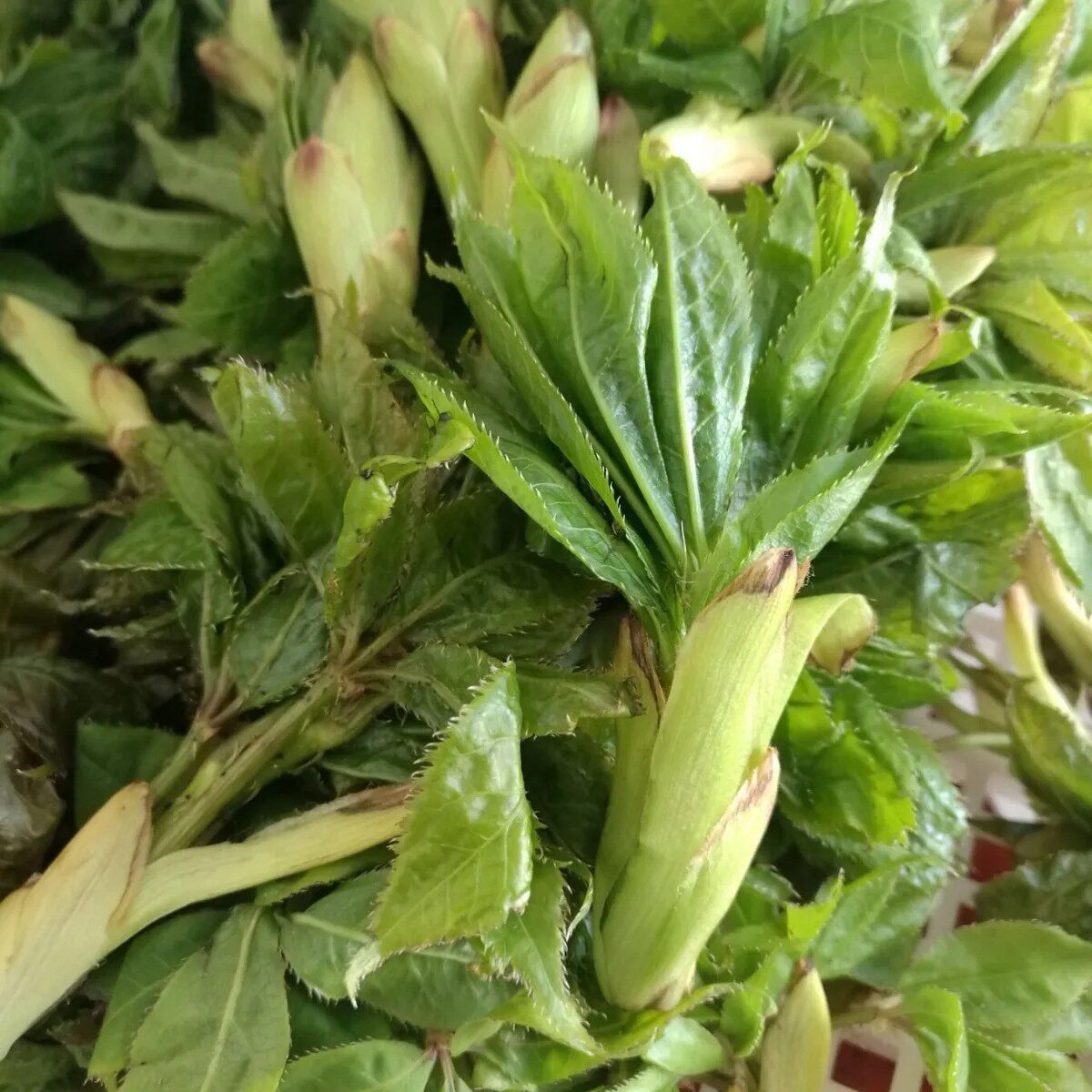 速冻五爪菜山野菜五爪菜真空包装260克/袋