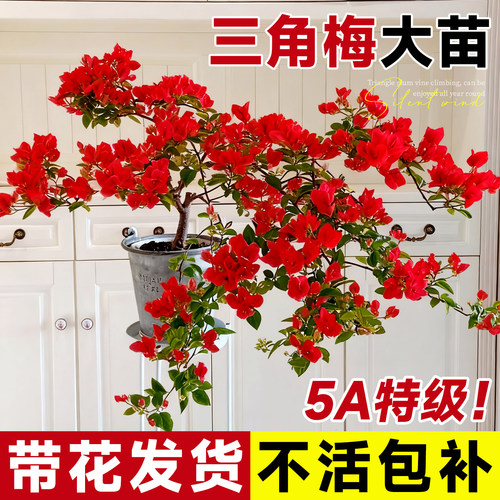 四季开花重瓣三角梅老桩特大号