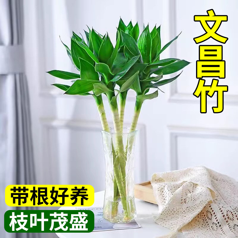 正宗文昌竹4支金榜题名四支带根水培观音竹富贵竹植物客厅招财